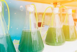 algae-for-animal-feed