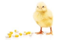 antibiotic-reduction-4-rs