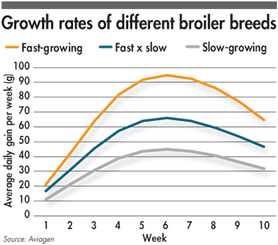 Broiler Breed Growth Rate Comparison