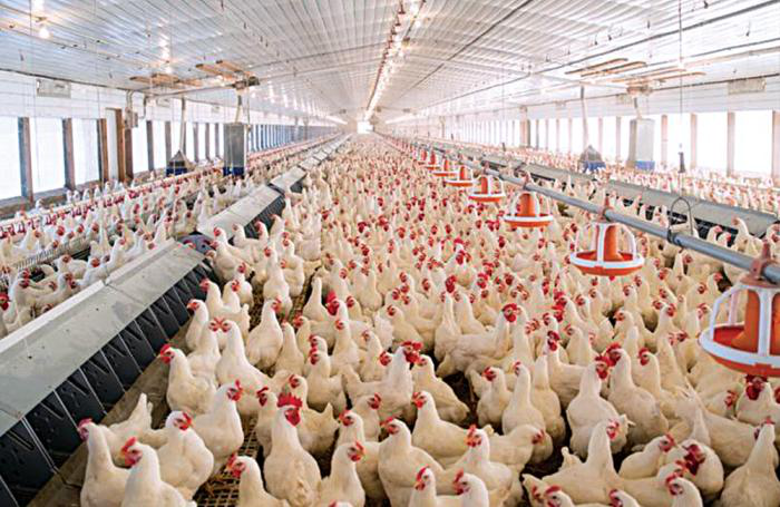 Broiler breeder performance enhanced by nutrition | Feed Strategy