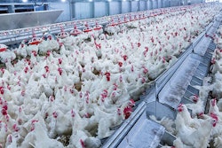 broilers-eating-pelleted-feed