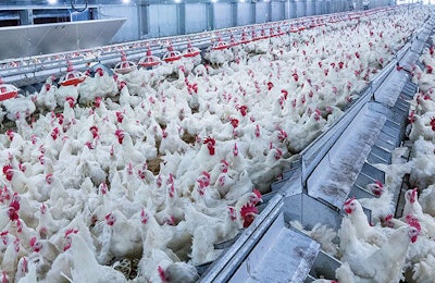 broilers-eating-pelleted-feed