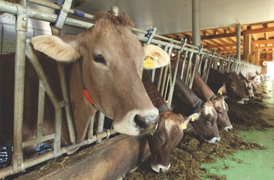 brown-cows-eating-in-barn