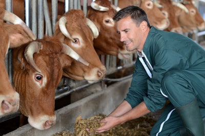 brown-cows-eating-with-farmer