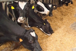 bw-cows-eating-in-barn
