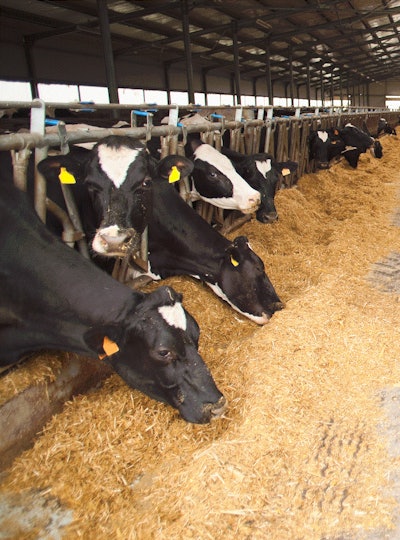 bw-cows-eating-in-barn