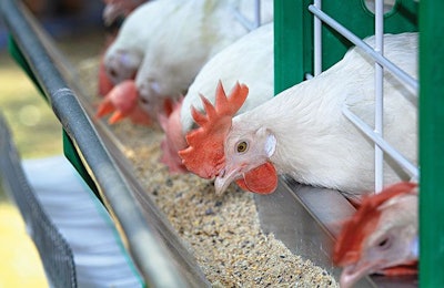 chickens-eating-feed