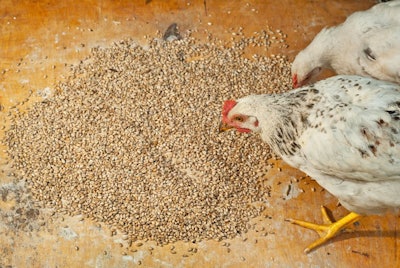 Wheat Texture. Grains Are Scattered On An Old Plywood Board. Chi