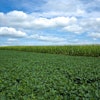 Corn and Soybeans