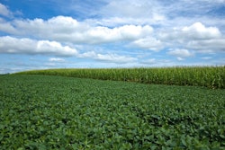 Corn and Soybeans