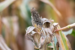 Corn Rot Disease