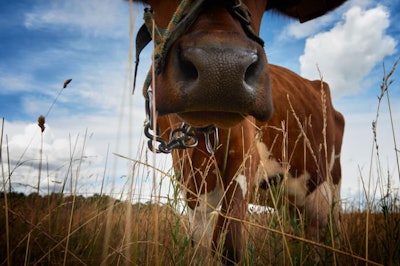 Close Up Portrait Of A Cow Against A Blue Sky With Some White Cl