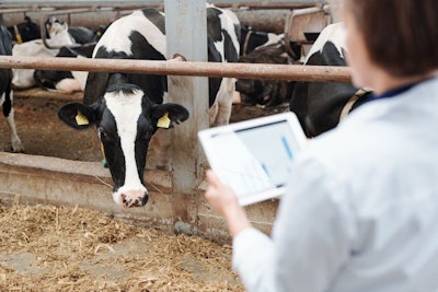 One of black-and-white dairy cows looking at worker of farmhouse