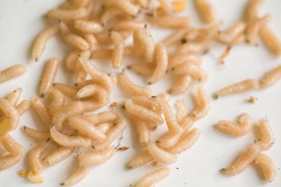 Fly Larva For Animal Feed