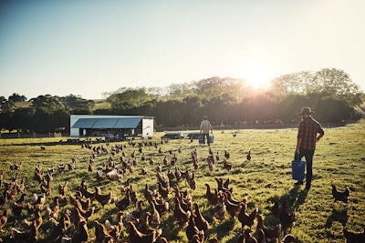 Free Range Chickens
