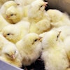 generic-chicks-before-sorting
