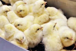 generic-chicks-before-sorting