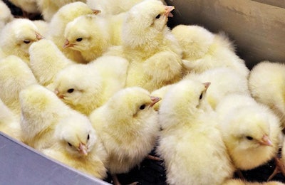 generic-chicks-before-sorting