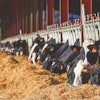 holstein-cows-feeding