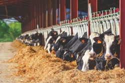 holstein-cows-feeding