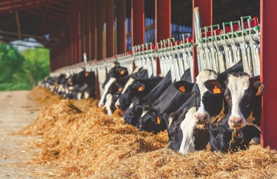 holstein-cows-feeding