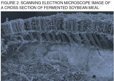 microscope image of fermented soybean meal