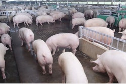 pig-farm