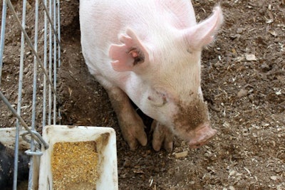 pig-feed-trough