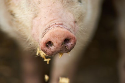 Pig Snout