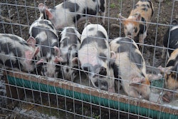 piglets-eating-from-a-trough