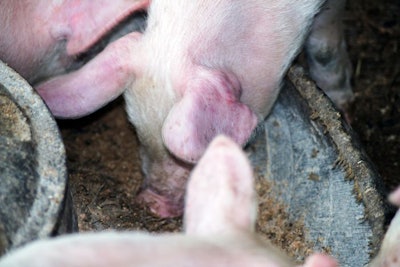 A Little Piglet Eats On The Farm