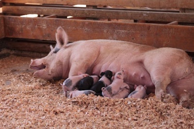 Pink Cerdos piglets still nursing from their mother sow in summer.
