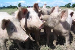 pigs-1000