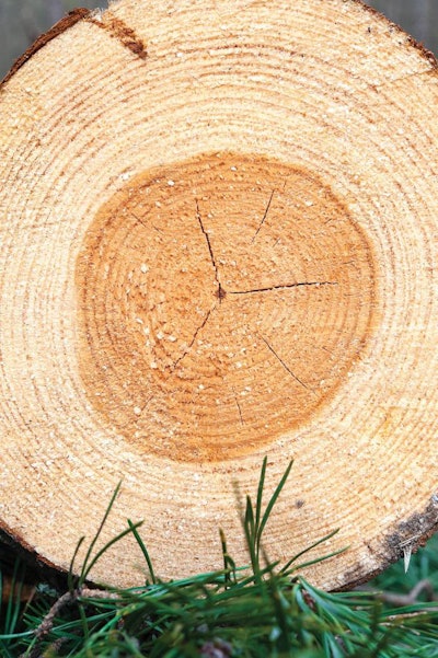 pine wood tree rings