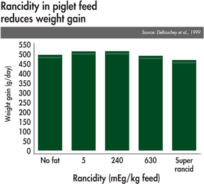 rancidity in piglet feed reduces weight gain