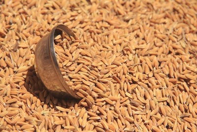 rice grain closeup