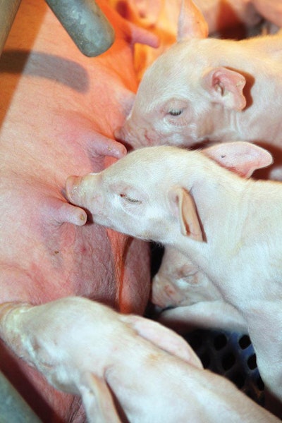sow feeding piglets