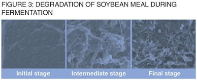 soybean meal during fermentation