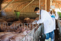 veterinarians-administer-antibiotics-to-livestock