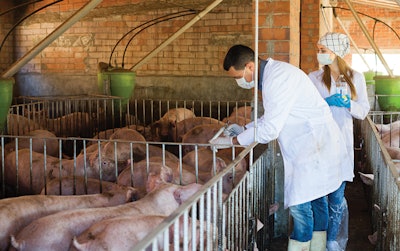 Veterinarians Administer Antibiotics To Livestock