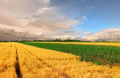 corn and wheat field against blue sky