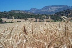 wheat-with-mountains