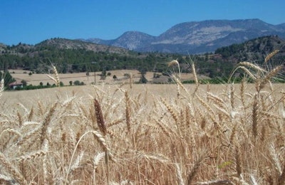 wheat-with-mountains