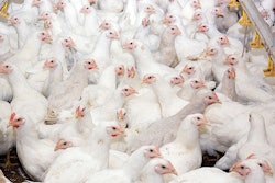 young-broilers-poultry-farm