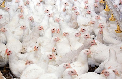 young-broilers-poultry-farm
