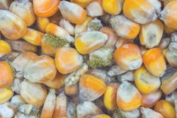 closeup-aspergillus-flavus-a-parasiticus-producer