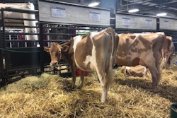 dairy-cows-WDX19