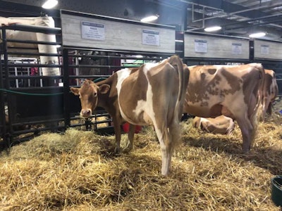 The World Dairy Expo also presents an opportunity to take some nice stock photos. (Jackie Roembke)