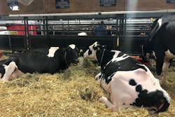 holstein-cows-WDX19