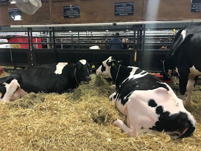 holstein-cows-WDX19